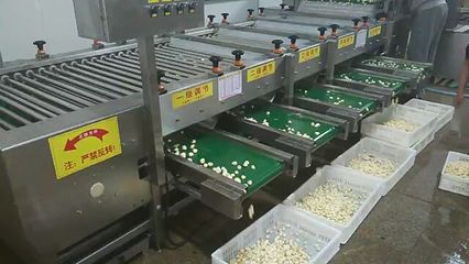 舜康定制选果机 9000型瓜果蔬菜大小分级筛选专家